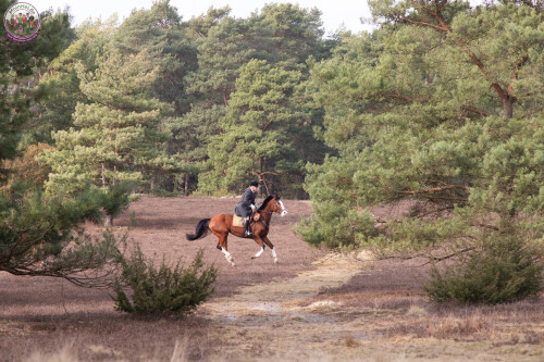 260228_Schleppjagd-Misselhorn-2026-MoinHeide_IMG_5666.jpg
