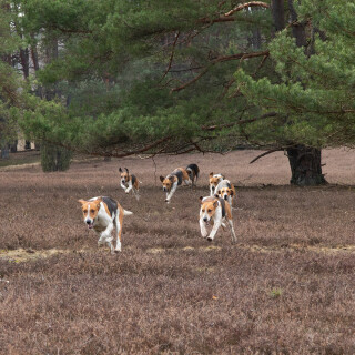 260228_Schleppjagd-Misselhorn-2026-MoinHeide_IMG_5679