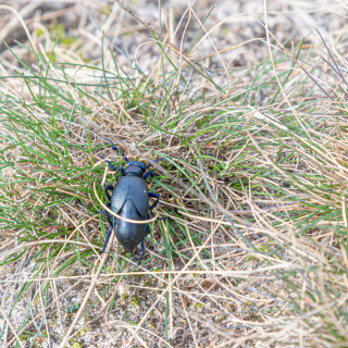 260228_Schleppjagd-Misselhorn-2026-MoinHeide_IMG_5855